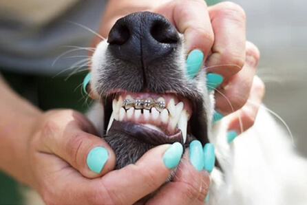 dog dentist in Suitland