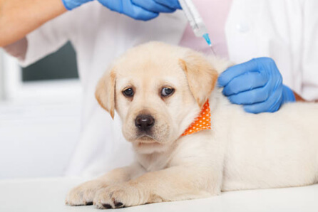  vet for dog vaccination in Ellington