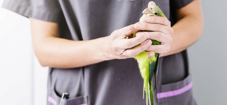 bird regular veterinary hospital in Coventry