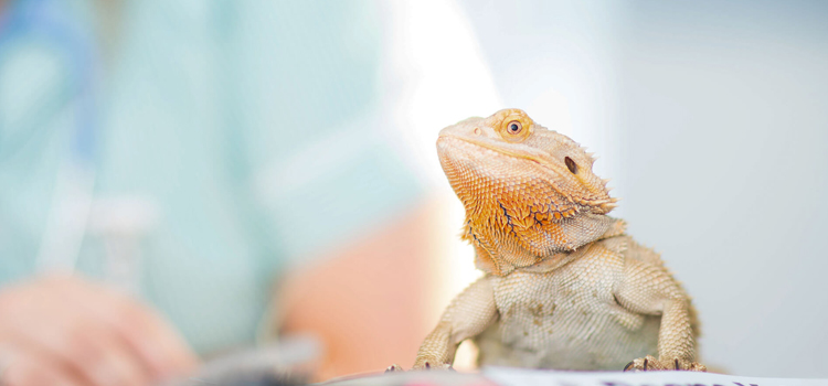 experienced vet care for reptiles in Coventry Lake