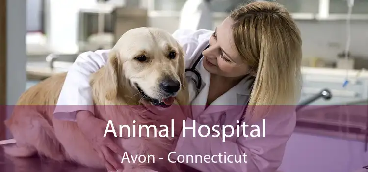 Animal Hospital Avon - Connecticut