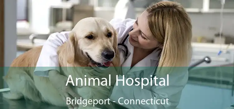 Animal Hospital Bridgeport - Connecticut