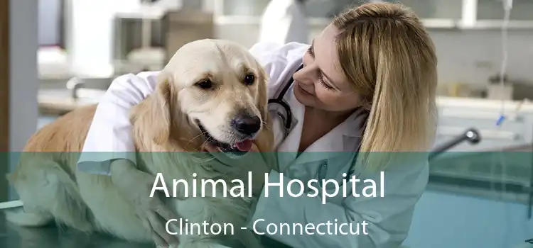 Animal Hospital Clinton - Connecticut