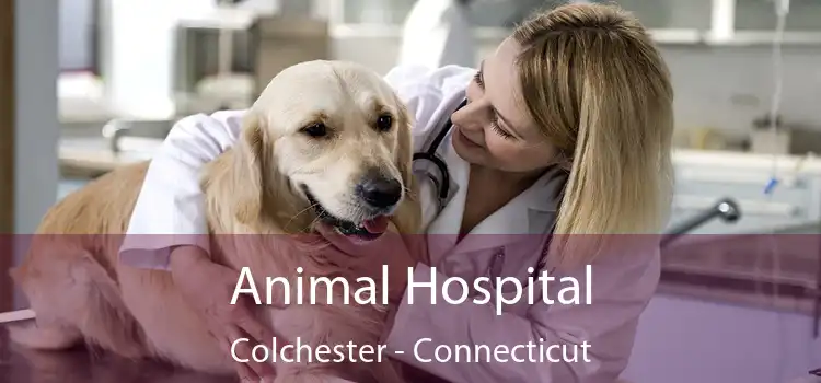 Animal Hospital Colchester - Connecticut