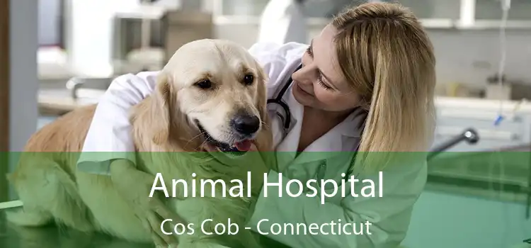 Animal Hospital Cos Cob - Connecticut