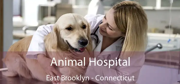 Animal Hospital East Brooklyn - Connecticut