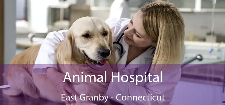 Animal Hospital East Granby - Connecticut