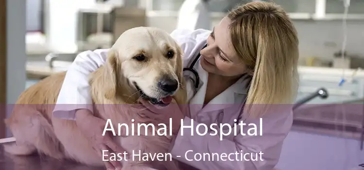 Animal Hospital East Haven - Connecticut