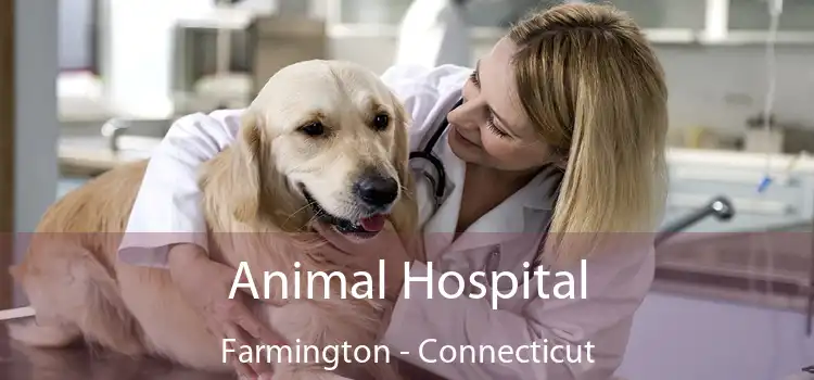 Animal Hospital Farmington - Connecticut