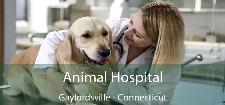 Animal Hospital Gaylordsville - Connecticut