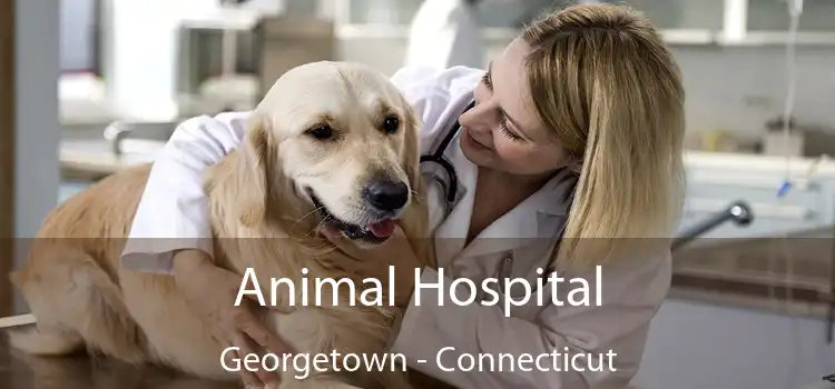 Animal Hospital Georgetown - Connecticut