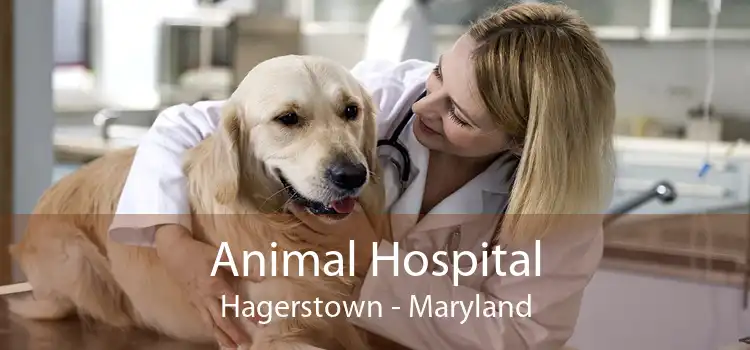 Animal Hospital Hagerstown - Maryland