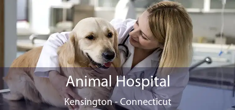 Animal Hospital Kensington - Connecticut