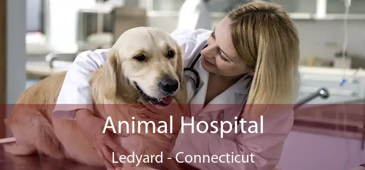 Animal Hospital Ledyard - Connecticut