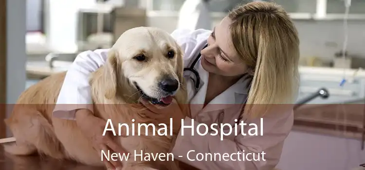 Animal Hospital New Haven - Connecticut