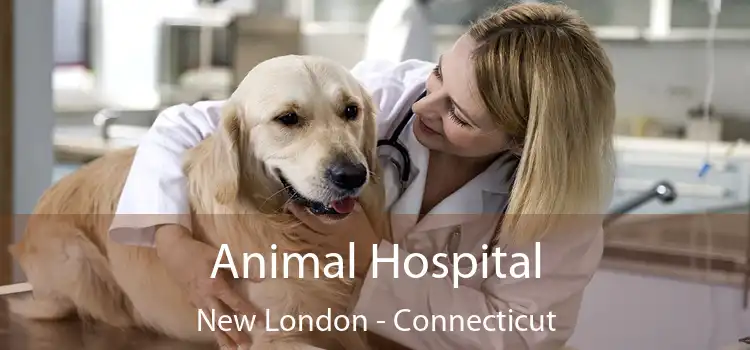 Animal Hospital New London - Connecticut