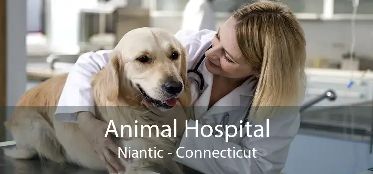 Animal Hospital Niantic - Connecticut