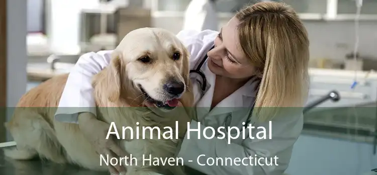 Animal Hospital North Haven - Connecticut