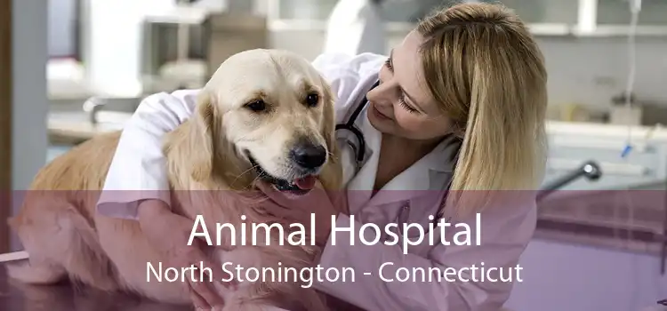 Animal Hospital North Stonington - Connecticut