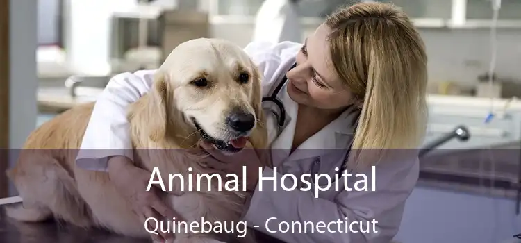 Animal Hospital Quinebaug - Connecticut