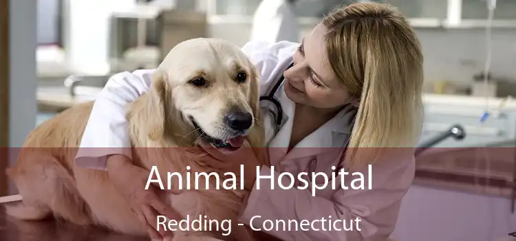 Animal Hospital Redding - Connecticut