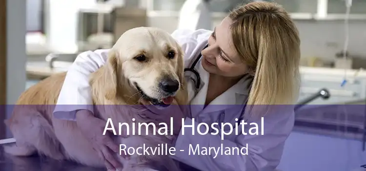 Animal Hospital Rockville - Maryland