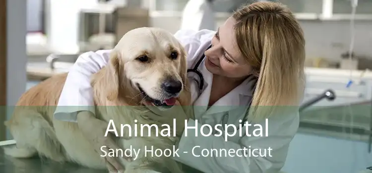 Animal Hospital Sandy Hook - Connecticut