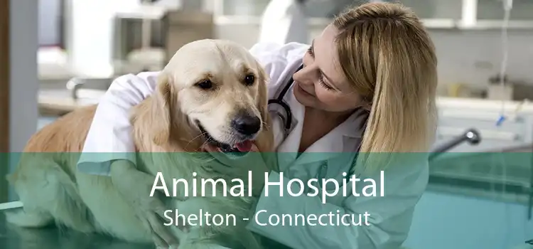 Animal Hospital Shelton - Connecticut