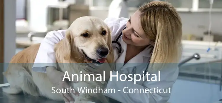 Animal Hospital South Windham - Connecticut