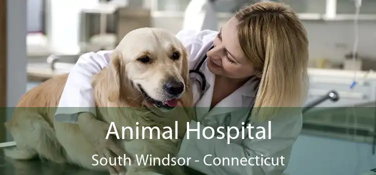 Animal Hospital South Windsor - Connecticut