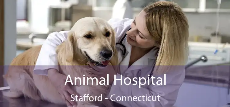 Animal Hospital Stafford - Connecticut