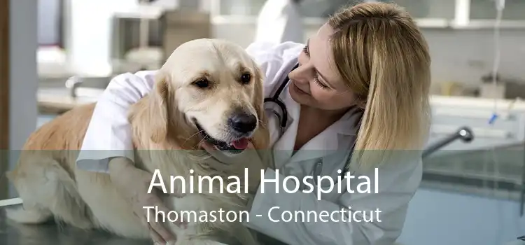 Animal Hospital Thomaston - Connecticut