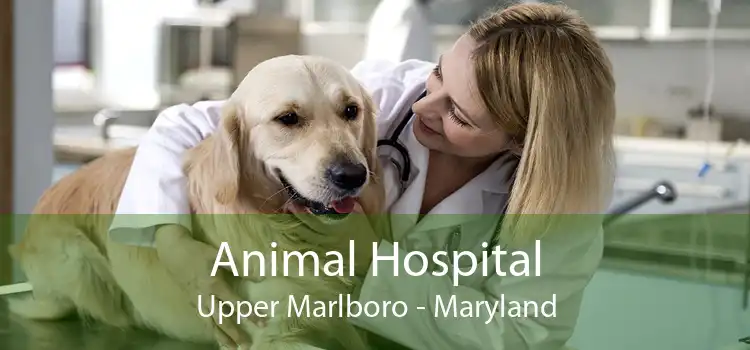 Animal Hospital Upper Marlboro - Maryland