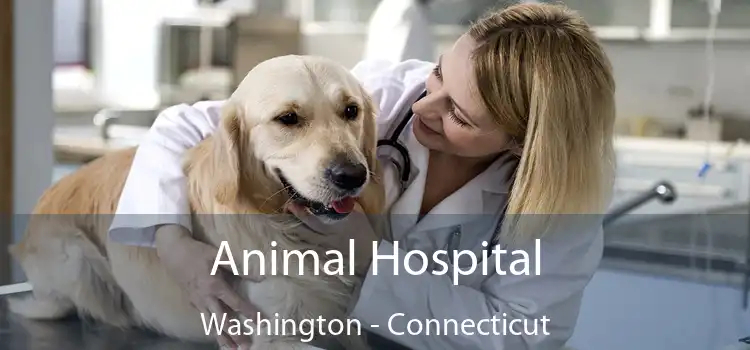 Animal Hospital Washington - Connecticut