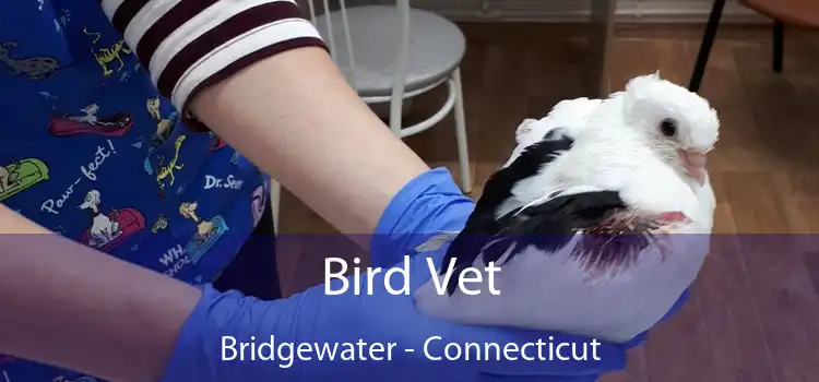 Bird Vet Bridgewater - Connecticut