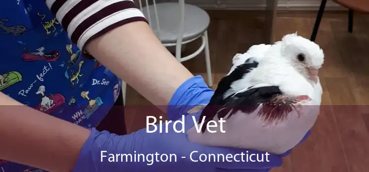 Bird Vet Farmington - Connecticut