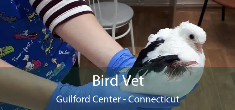 Bird Vet Guilford Center - Connecticut