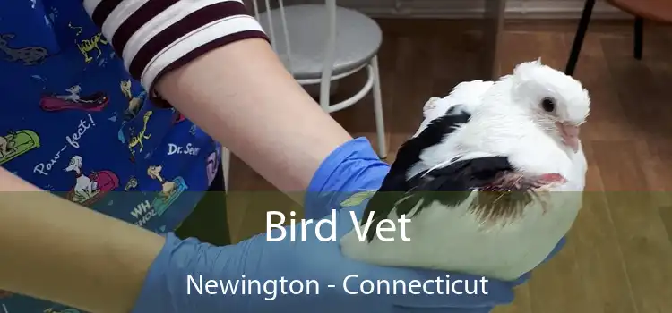 Bird Vet Newington - Connecticut