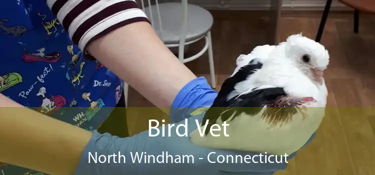 Bird Vet North Windham - Connecticut