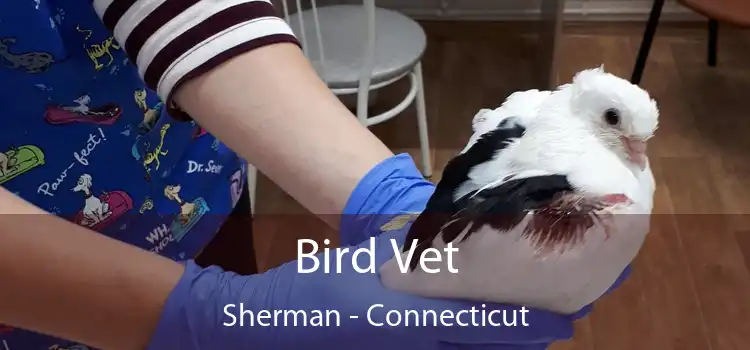 Bird Vet Sherman - Connecticut