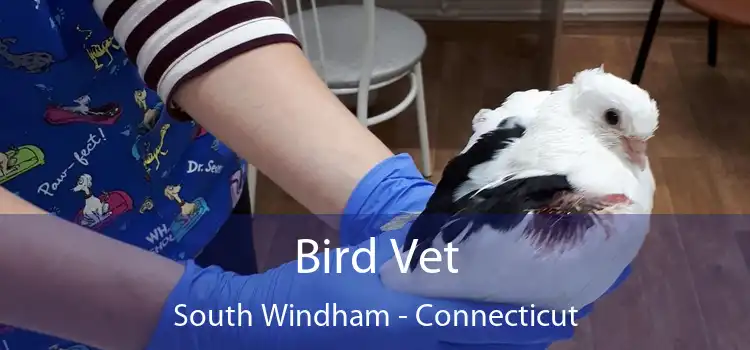 Bird Vet South Windham - Connecticut