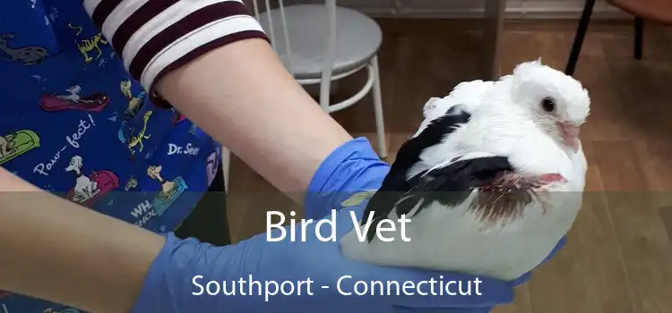 Bird Vet Southport - Connecticut