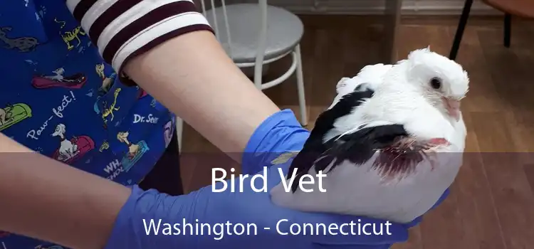 Bird Vet Washington - Connecticut