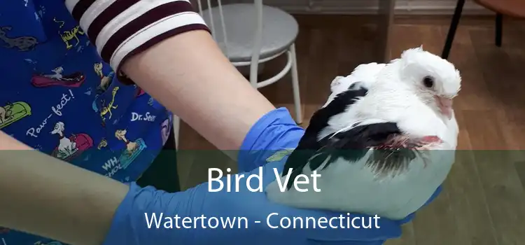 Bird Vet Watertown - Connecticut