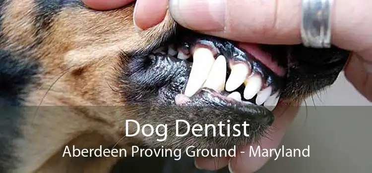 Dog Dentist Aberdeen Proving Ground - Maryland