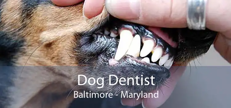 Dog Dentist Baltimore - Maryland