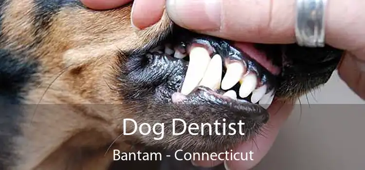 Dog Dentist Bantam - Connecticut