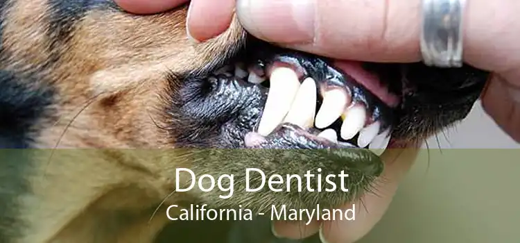 Dog Dentist California - Maryland