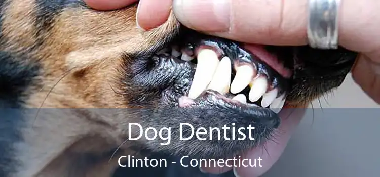 Dog Dentist Clinton - Connecticut