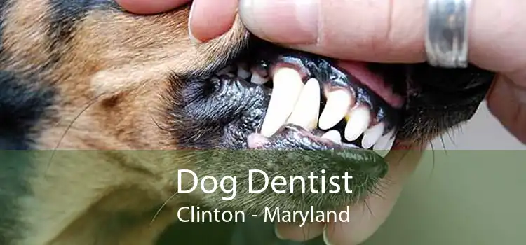 Dog Dentist Clinton - Maryland